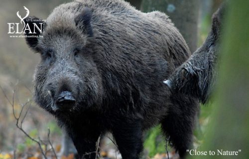 Wild Boar Rutting in Hungary